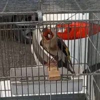 سهره کت واکن مسابقه ای