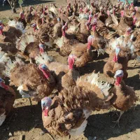 بو قلمون بوربون