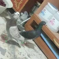 کفتر