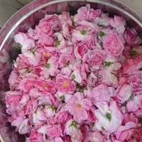 گلاب اصل   خونگی ۱۰۰ درصد طبیعی امسالی