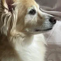 اشپیتزپامر روباهی|سگ|فولادشهر, فولادشهر|دیوار