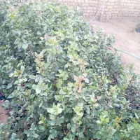 نهال پسته قیمت دانه 15 هزار تومان