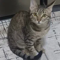 واگذاری گربه نر