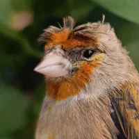 سهره قناری نر حلقه پا