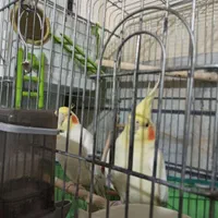 عروس هلندی مولد|پرنده|اقبالیه, |دیوار