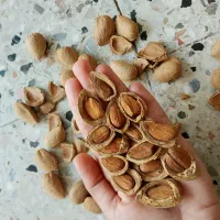 بادام سنگی *دیم* امسالی *تضمینی* ۱۰۰درصد شیرین|خوردنی و آشامیدنی|مشهد, امامیه (شهرک غرب)|دیوار