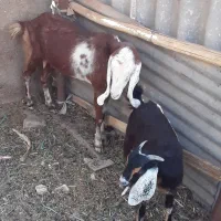 بز نیدی با بزغاله ماده در هویزه