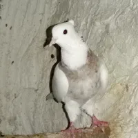 طوقی|پرنده|اسیر, |دیوار