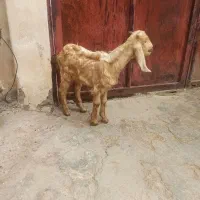 نر بزغاله|حیوانات مزرعه|دزفول, |دیوار