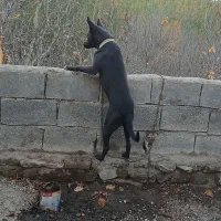 حیوان خانگی جانی|سگ|مشگین شهر, |دیوار