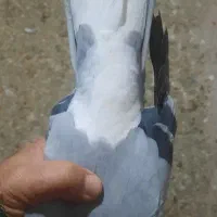 فروش جوعرب یامان