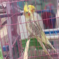 عروس هلندی حراج|پرنده|سراوان, |دیوار