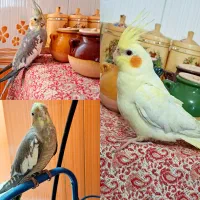 عروس هلندی
