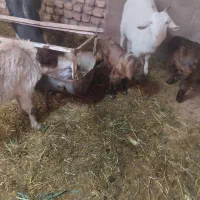 دوراس بز وبزقاله نر30000000