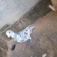 سار نر