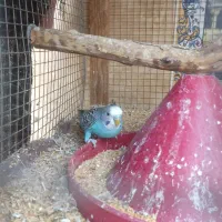 فنچ و مرغ عشق دستی|پرنده|زاهدان, |دیوار