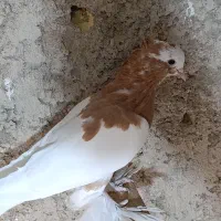 دو عدد طوقی ماده کوار|پرنده|شیراز, بازار|دیوار