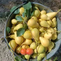 فروش نهال گلابی ۲ساله