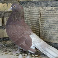 کبوتر شمرونی
