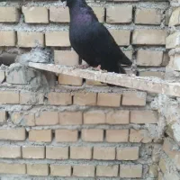 زاغ ماده|پرنده|بندر ماهشهر, |دیوار