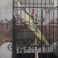 طوطی عروس زعفرانی|پرنده|همدان, |دیوار