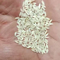 برنج عنبر بو