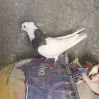 طوقی دره شهر|پرنده|دره شهر, |دیوار