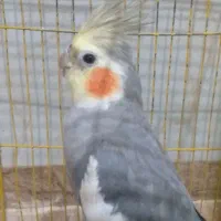 عروس هلندی