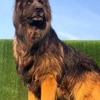 ژرمن شولاین نر لانگ هیر مو بلند