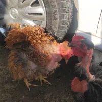 تخم مرغ نطفه دار|حیوانات مزرعه|کرمان, |دیوار