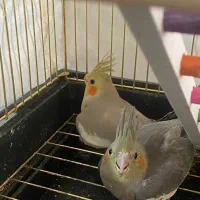 ۳ تا جوجه عروس هلندی