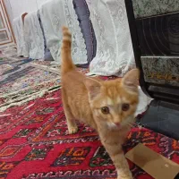 گربه پرشین