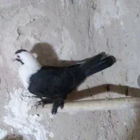 کربلایی|پرنده|طبس, |دیوار