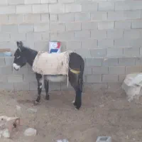 فروش الاغ ماده گله ای جوون|حیوانات مزرعه|خرم بید, |دیوار