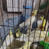 جوجه عروس هلندی