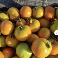 گوجه ۲ رنگ زیر قیمت همه جا جمع کن ببر قیمت توافقی