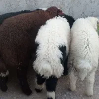 بره نر چاق چاق|حیوانات مزرعه|اهواز, منازل کارون|دیوار