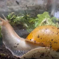 حلزون سوپر مولد