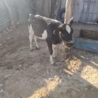 گاو و گوساله|حیوانات مزرعه|سرپل ذهاب, |دیوار