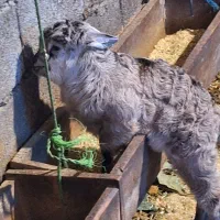 خوشکل دوست داشتنی