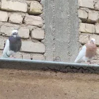 کبوتر طوقی