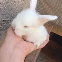 بچه خرگوش لوپ اصل
