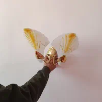 روشنایی گازی