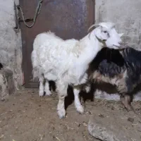 گیسگ ماده سرحال