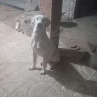 توله 7ماه پژدر