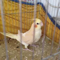 عروس هلندی ماده