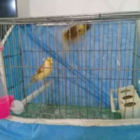 قناری|پرنده|تاکستان, |دیوار