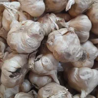 سیرسیاه اعلاء