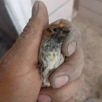 سهره گلبسر قناری|پرنده|خمینی‌شهر, |دیوار