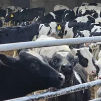 گوساله صنعتی وزن بین 100تا 150کیلو